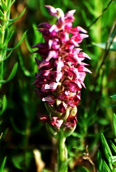 Anacamptis coriophora